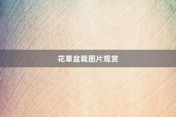 花草盆栽图片观赏